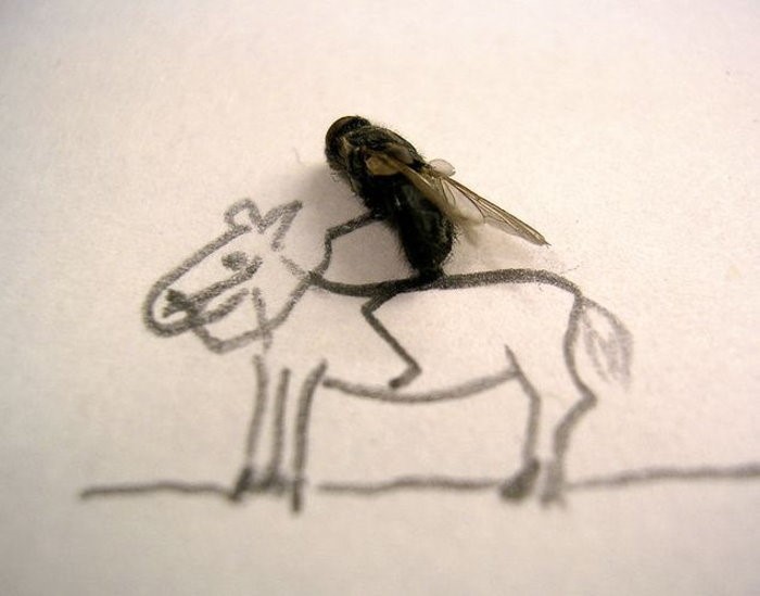 dead_fly_art_04.jpg