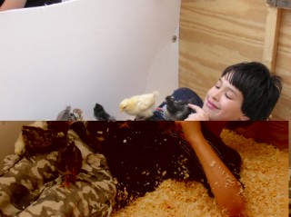 coveredwithchickens.jpg