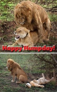 happyhumpday.jpg