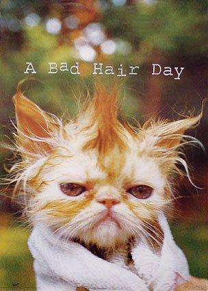 badHairDay.jpg